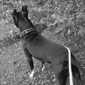 Meet your Posher, Alexa